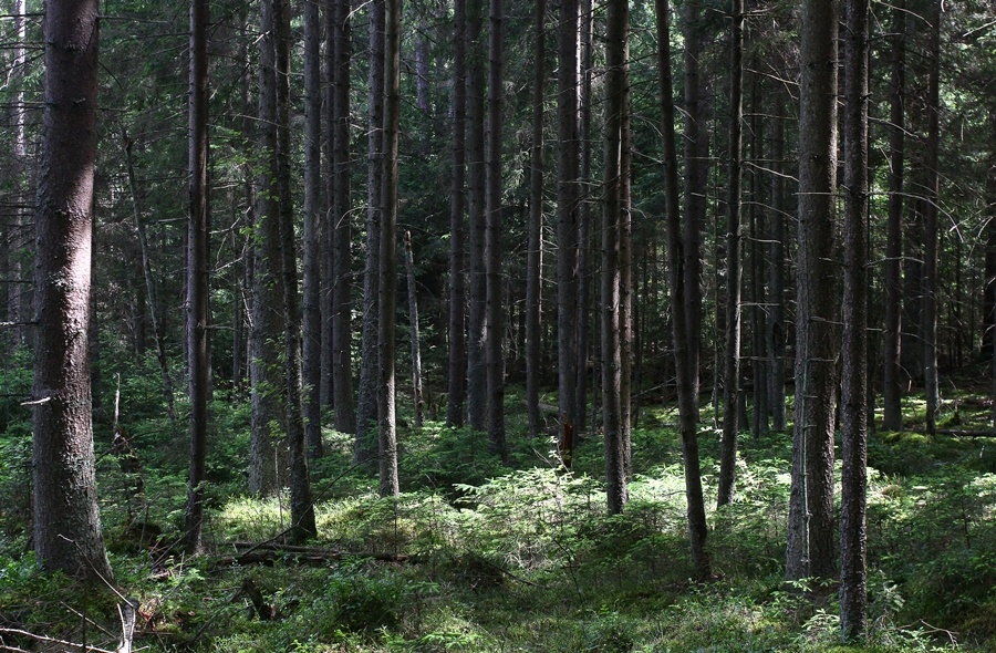Сто дней после леса: как прошёл фестиваль «Соседи» в Краснолесье