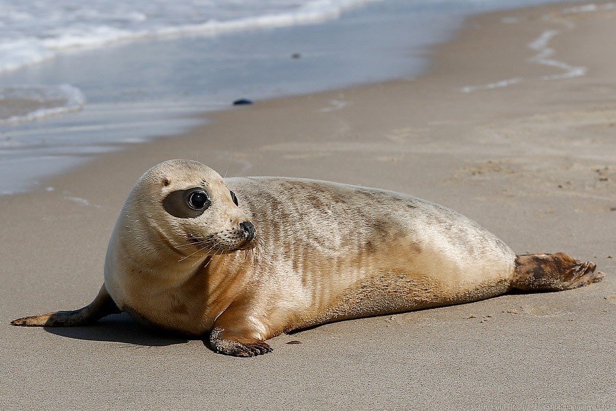 «Спасти рядового Тюленя»: специалисты достали крючок из пасти еще одного животного (видео)