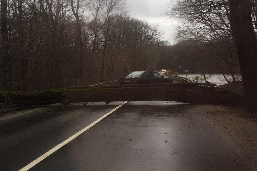 На Люблинском шоссе под Калининградом упавшее дерево перегородило дорогу (фото)