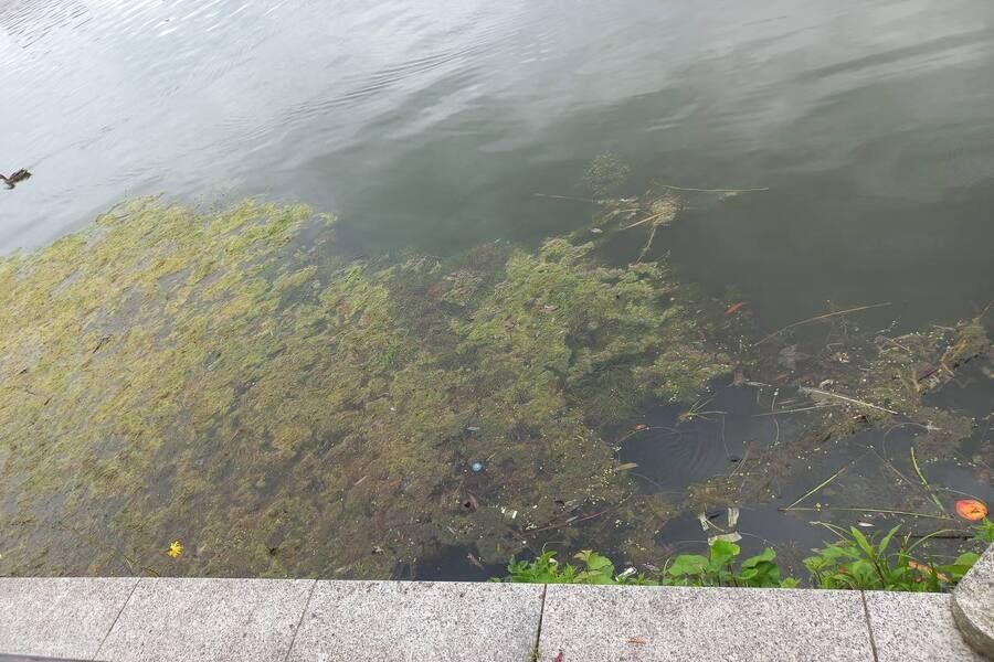 Прокуратура обнаружила загрязнение Верхнего озера бытовыми отходами