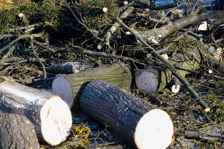 В Калининграде шторм «Ида» повалил 4 дерева