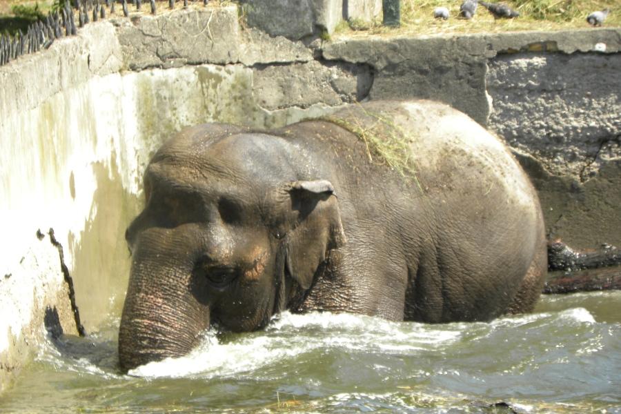 Калининградский зоопарк приглашает посмотреть на купания слонихи Преголи (видео)