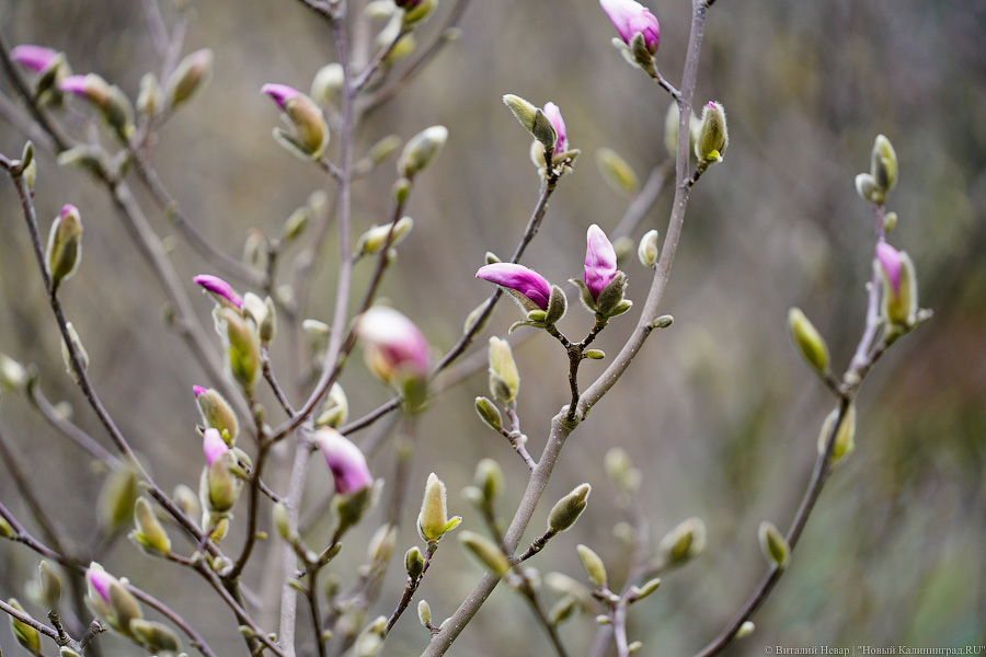 Погода в Калининграде 8 марта
