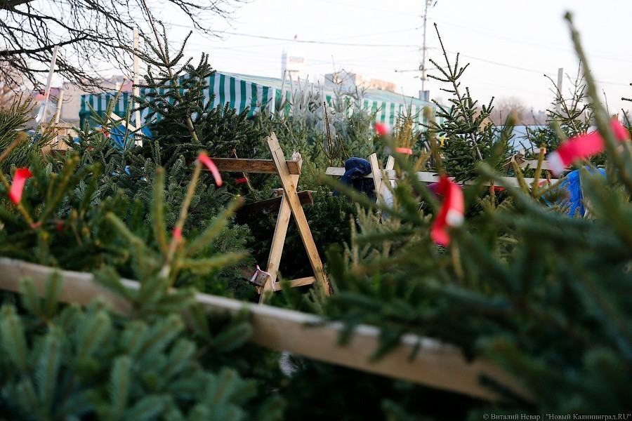 Мэрия: большинство елочных базаров в Калининграде — нелегальные