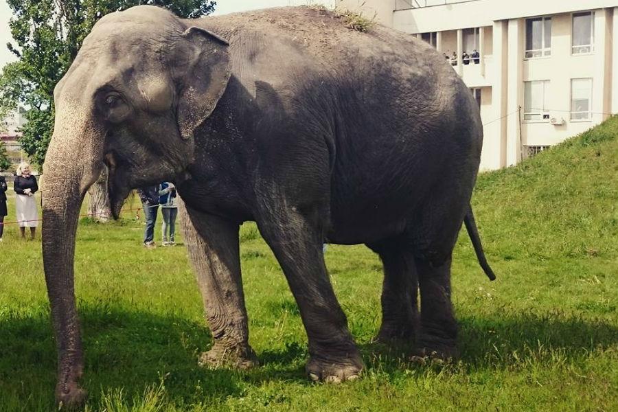 В центре Калининграда гуляют слоны (фото)