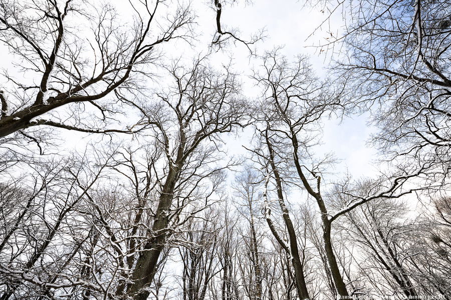 Сосна на миллион: жителя Неманского района уличили в незаконной рубке леса