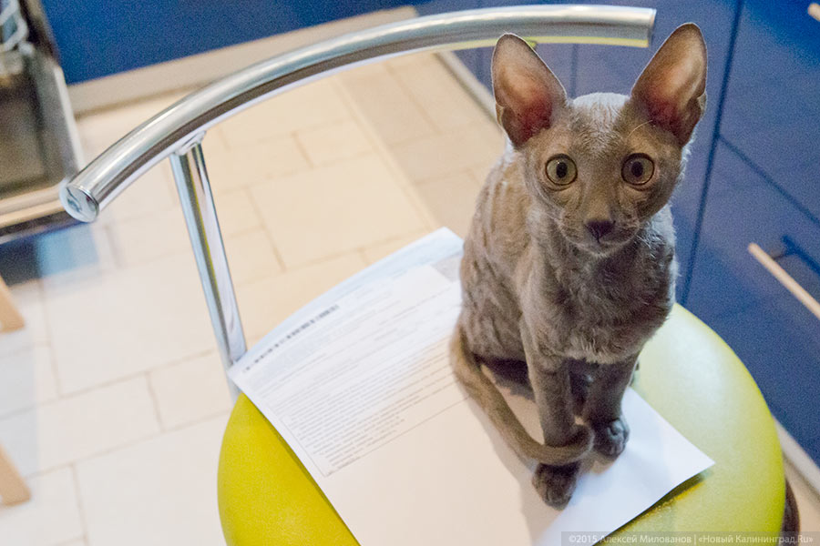 Калининграду выделили 31 млн рублей на компенсацию пенсионерам взносов на капремонт