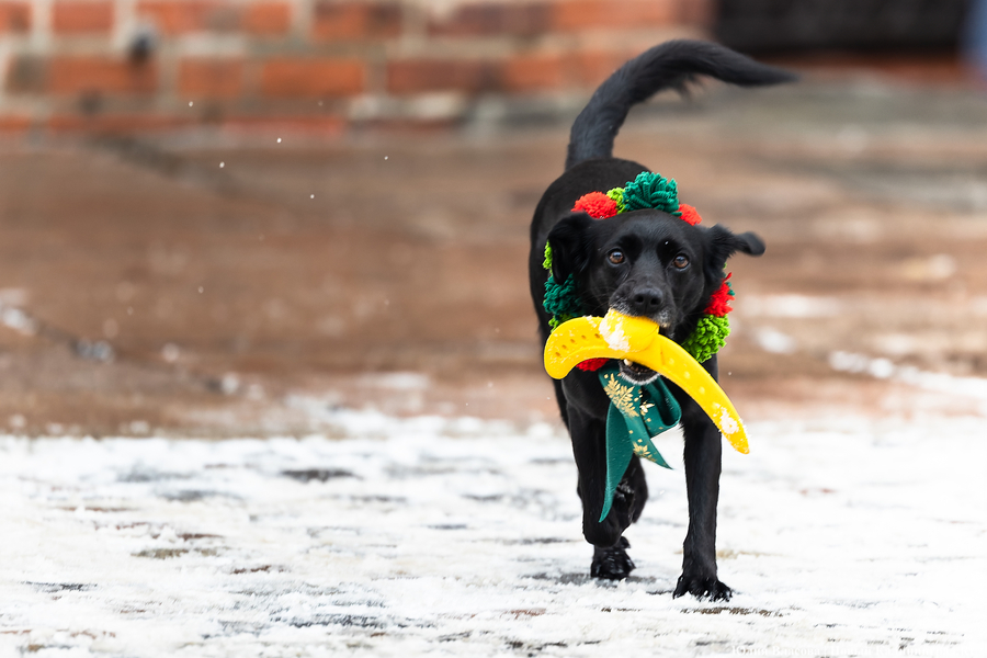 Погода в Калининграде 13 декабря