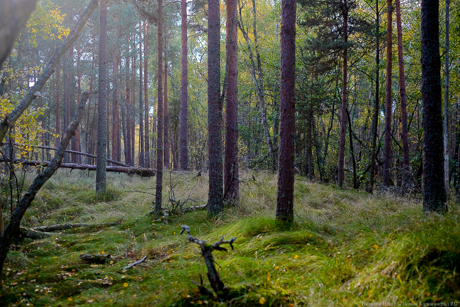 Нацпарк попросил не посещать Куршскую косу в жару