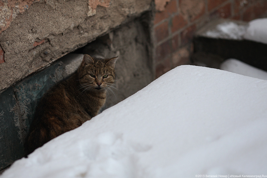 Калининградка пожаловалась в полицию из-за кошек, замурованных в подвале (фото)