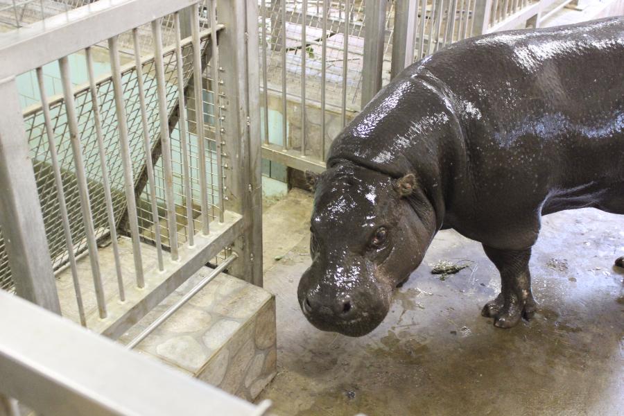 В Калининградский зоопарк из Литвы привезли самку карликового бегемота 
