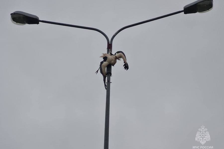 «Нога, конечно, в хлам»: под Калининградом аист застрял в опоре освещения (фото) (видео)