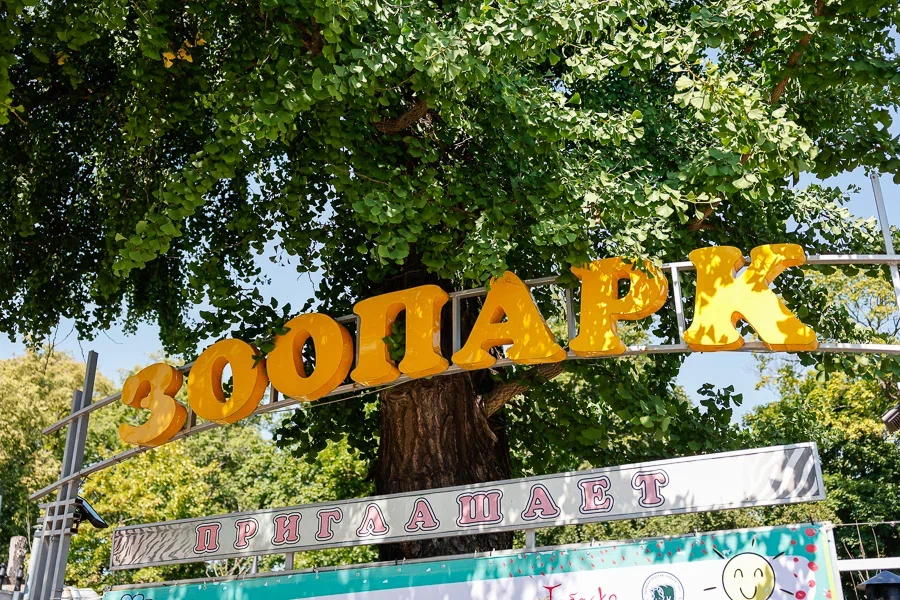 «Очень эффектное зрелище»: в Калининградском зоопарке показали купание хищников (видео)