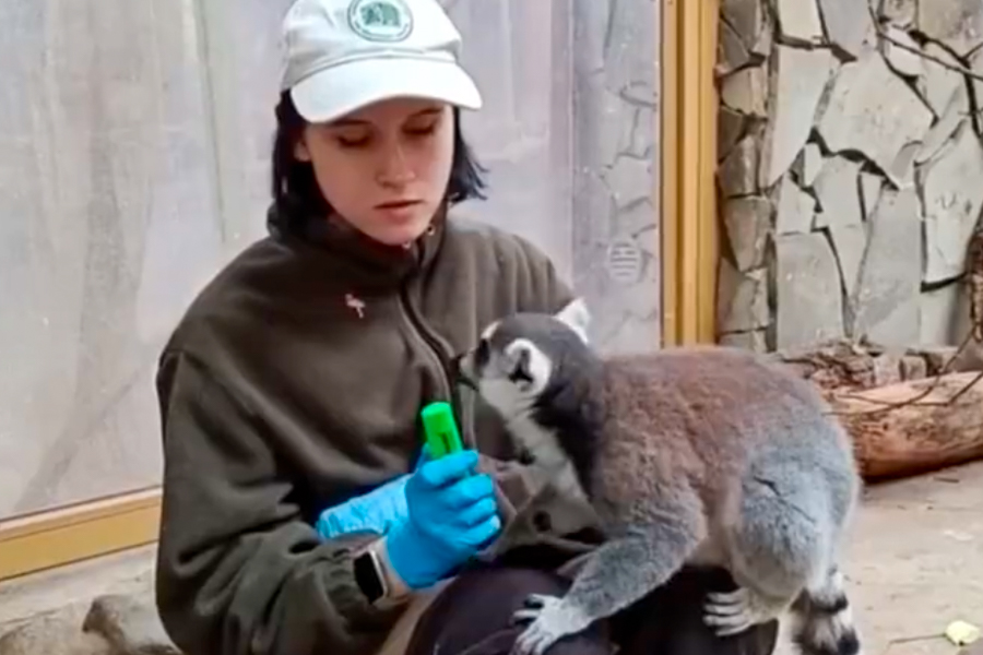 В зоопарке рассказали, как проходят тренинги лемуры Сара и Джулиан (видео)