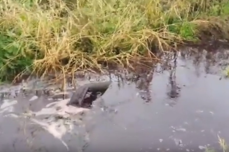 Экологи обнаружили слив отходов со скотобоен под Светлогорском (видео)