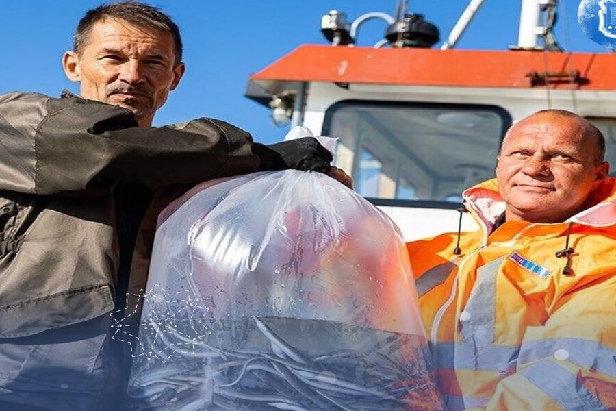 Власти рассказали, сколько молоди угря было выпущено в заливы региона в 2024