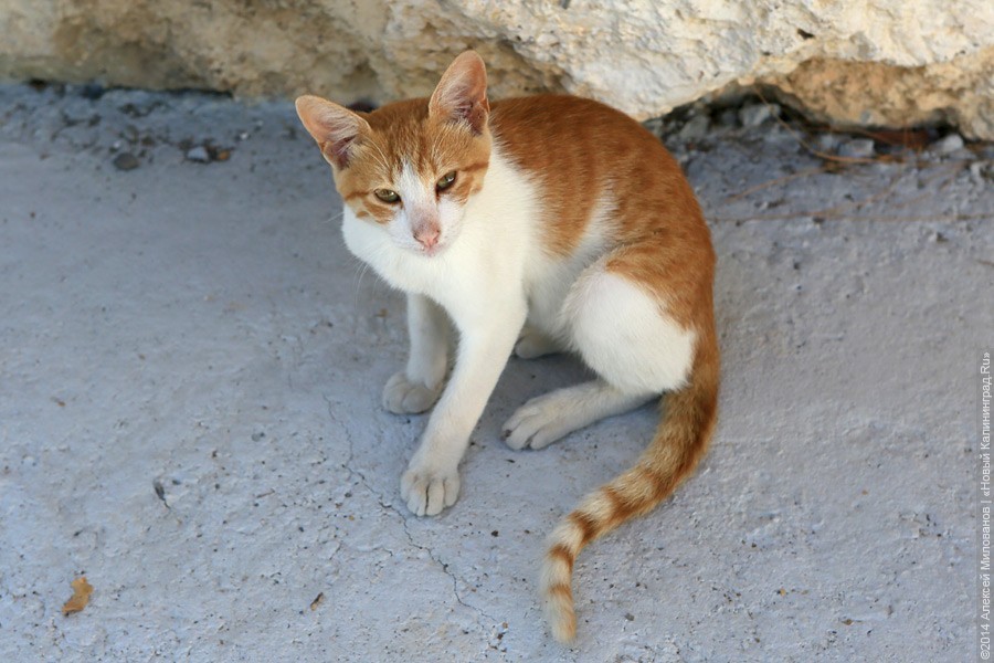 Правительство РФ обязало оставлять открытые окна в подвалах многоквартирных домов 