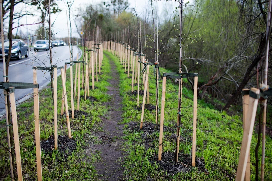 В 2026 году в области обещают высадить порядка 7000 растений