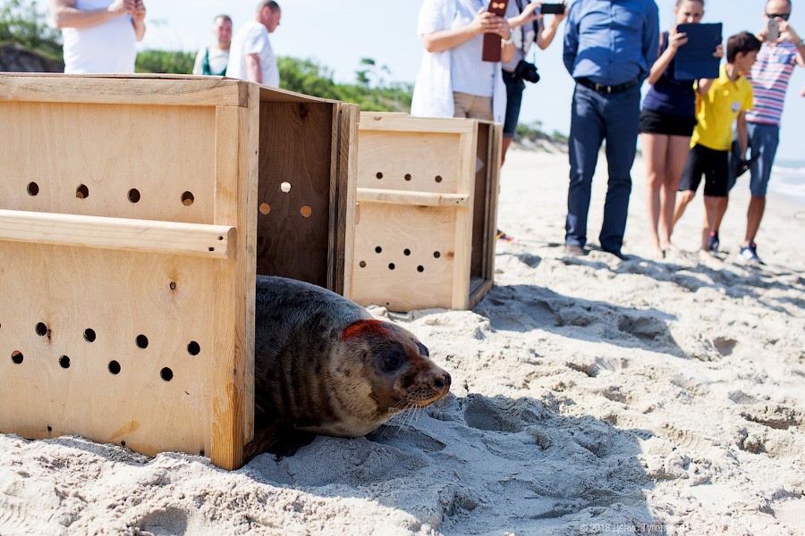 Из вольера в море: зоопарк отпустил на волю найденных в апреле тюленей