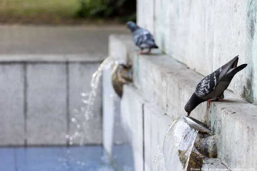 Погода в Калининградской области 1 сентября