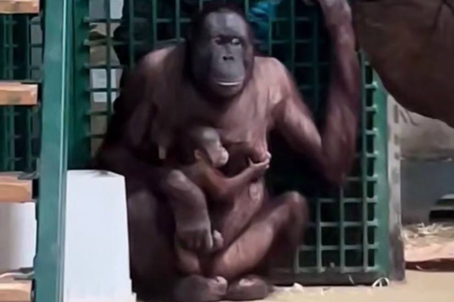 В зоопарке показали, как детёныш орангутана «проходит тренинг» вместе с мамой (видео)