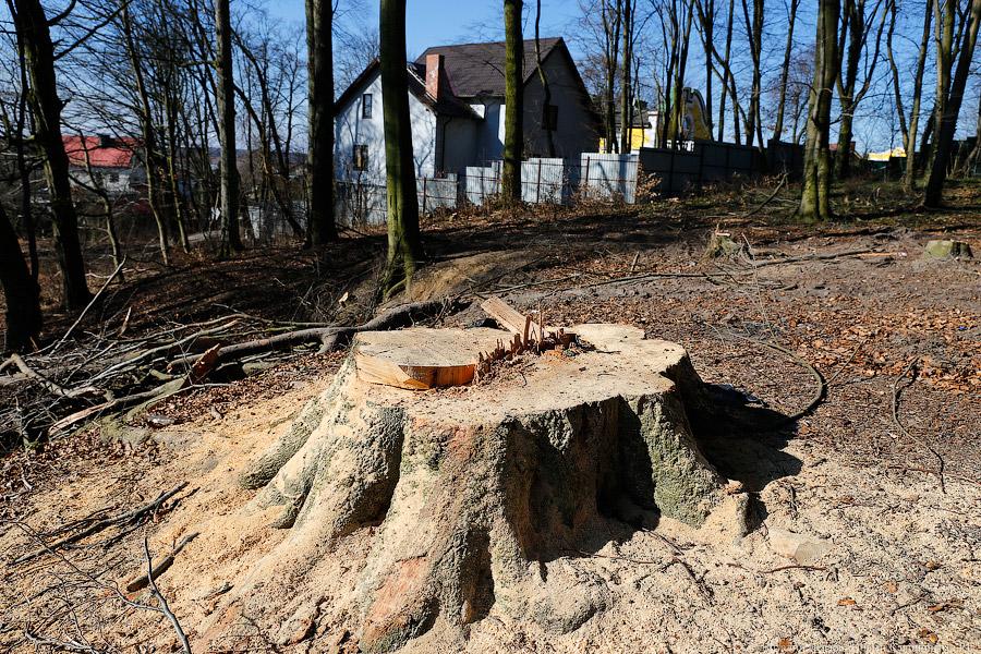 Предприниматели получили разрешение на вырубку деревьев на ул. Батальной и Лесопарковой