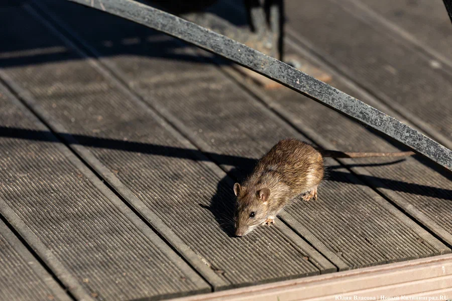 На дератизацию скверов и зелёных зон Калининграда в 2026-м выделяют 2,8 млн