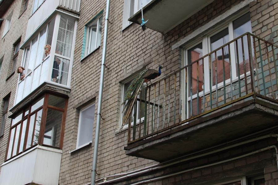 В Калининграде павлин из зоопарка залетел на балкон соседней пятиэтажки (фото)