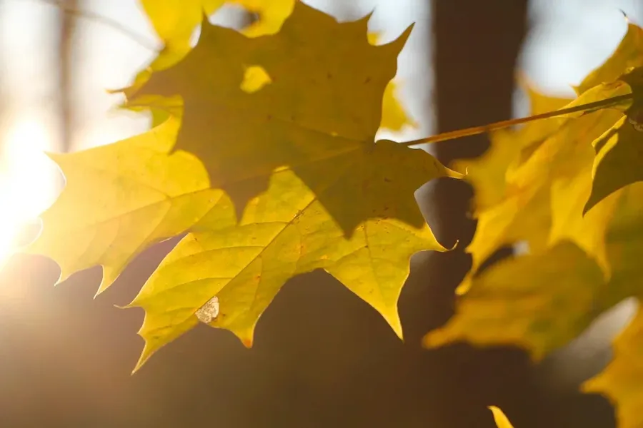 Погода в Калининграде 5 ноября