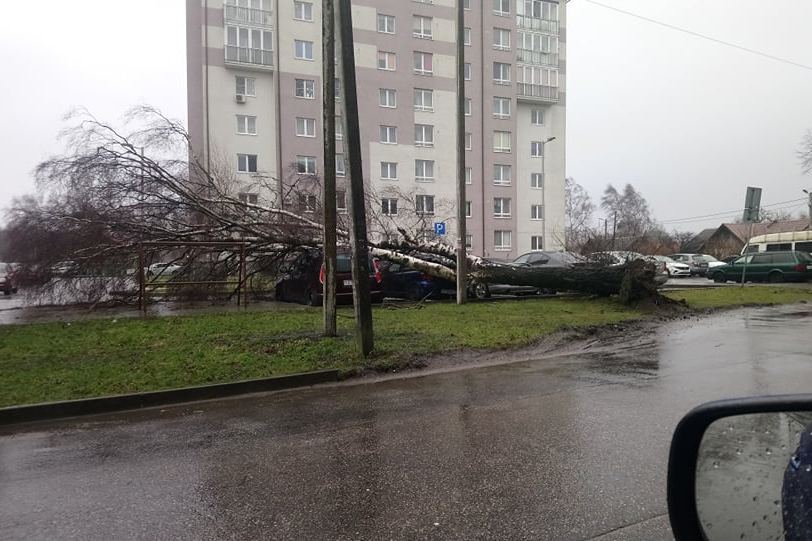 В Чкаловске дерево упало на припаркованные автомобили (фото)