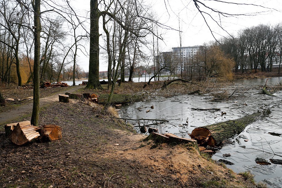 Правительство области обещает законодательно ужесточить контроль за вырубками  