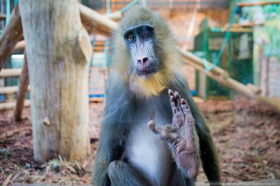 Накануне зимней спячки: зачем стоит идти в зоопарк осенью