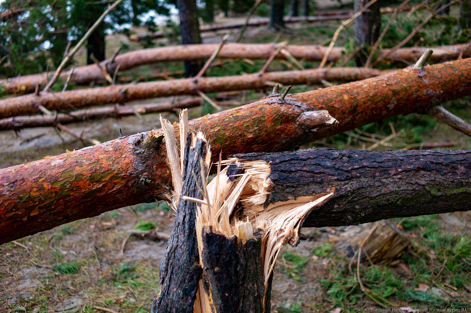 Мэрия: в Калининграде ветер продолжает валить деревья