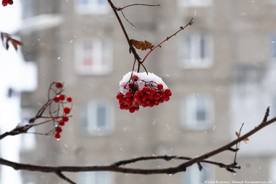 Погода в Калининграде 4 февраля