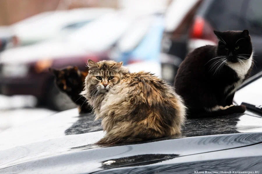 Облачно и без существенных осадков: погода в Калининградской области 24 апреля
