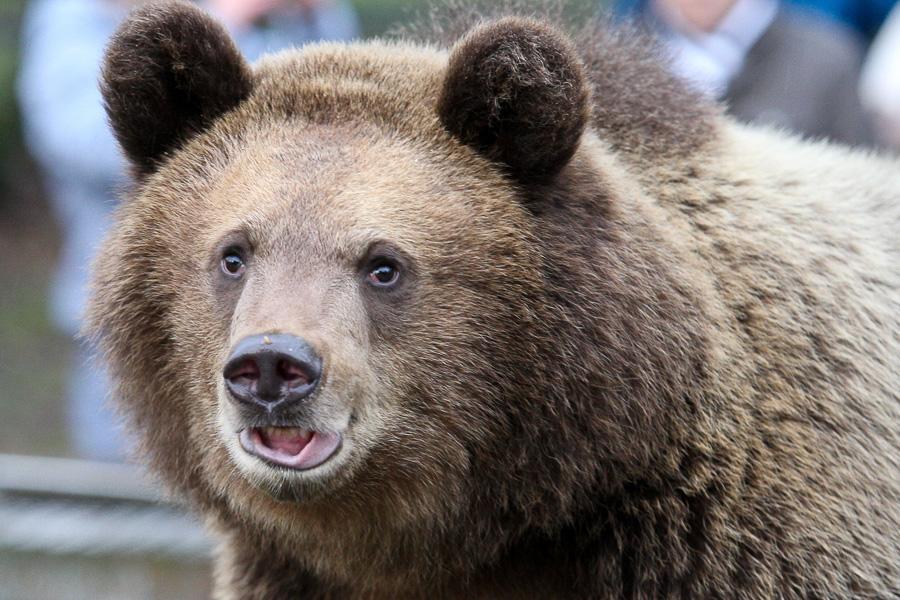 Медведица из Калининградского зоопарка впервые увидела бассейн (видео)