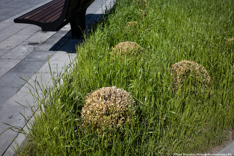 Власти Багратионовска призвали жителей заняться благоустройством через гранты