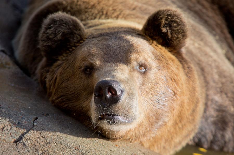 В зоопарке отменили показательные кормления — медведь Фима впал в спячку