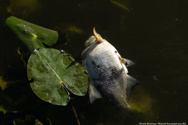Власти выяснили причину замора рыбы на Нижнем озере
