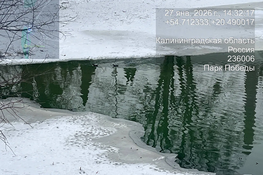 Власти: «Пруды в Парке Победы временно приобрели зеленоватый оттенок» (фото)