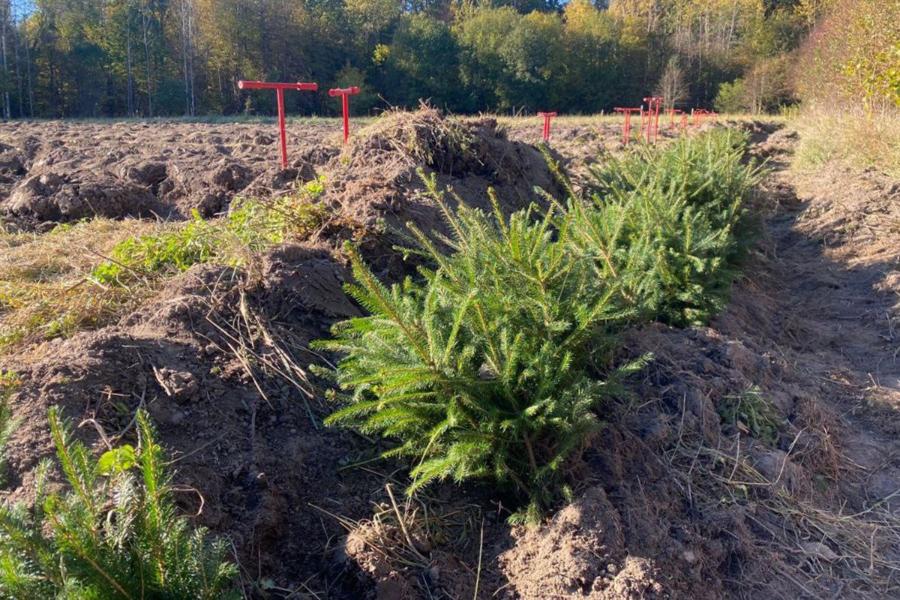 Облвласти рассказали о количестве посаженных деревьев в регионе в 2024 году