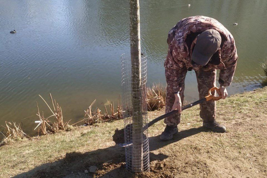 В Зеленоградске хотят отловить бобра, который перегрыз дерево на берегу пруда