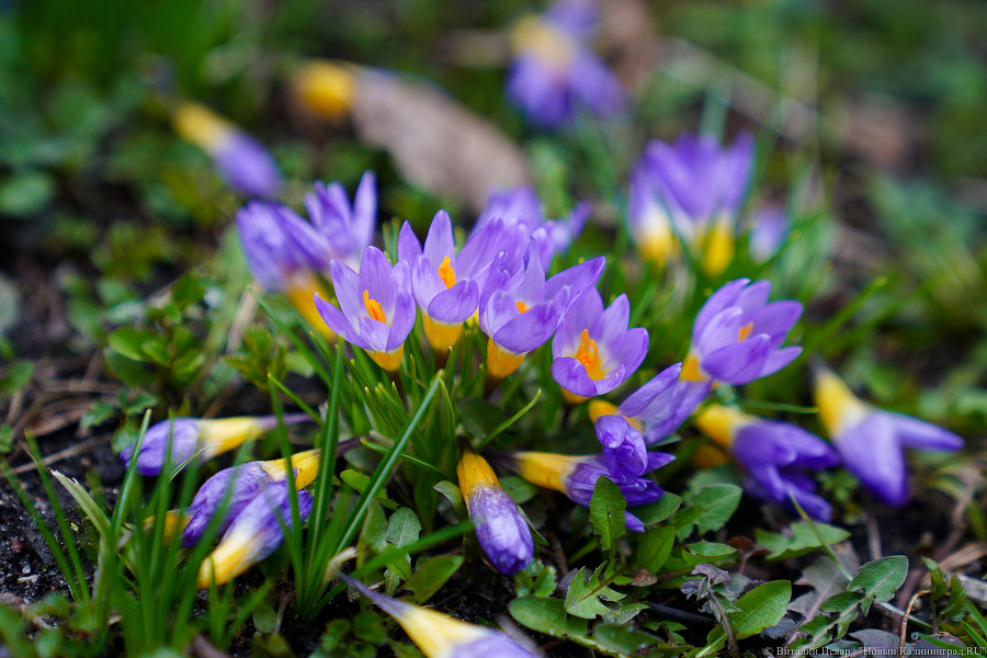 Ливни, град и до 18 тепла: калининградцев предупредили о возможности гроз в начале недели