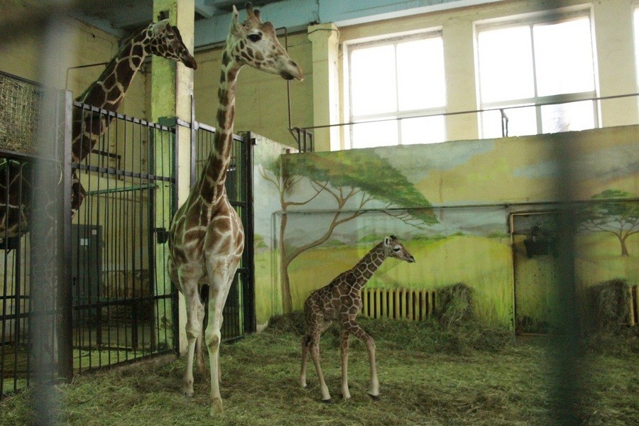 В Калининградском зоопарке снова родился жирафёнок (фото) (видео)