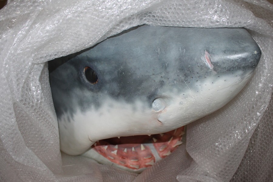 Идеальный морской убийца: в Музей Мирового океана привезли муляж белой акулы