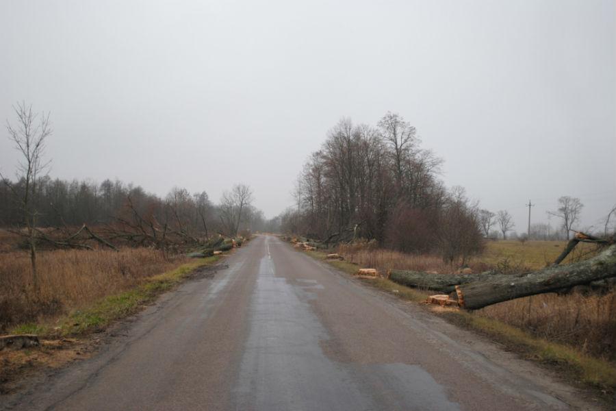 Очевидцы: вблизи Храброво началась массовая вырубка придорожных деревьев (фото)