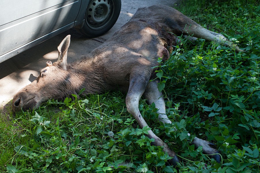 В Прибрежном утром на заборе храма жители обнаружили мертвого лося (фото)