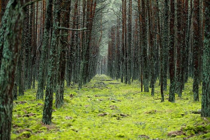 Посетителей калининградских лесов собираются ловить при помощи фотоловушек и беспилотников
