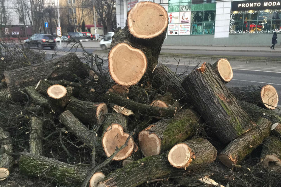 Горвласти решили вырубить деревья на пр. Мира из-за «гнили скелетных корней»
