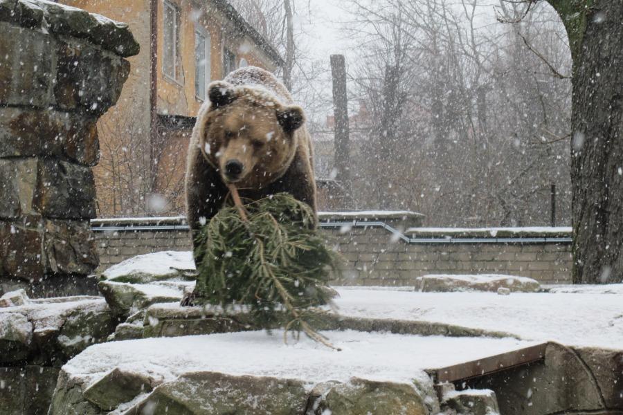 Калининградский зоопарк принимает ёлки